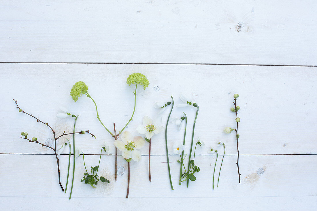 Various spring flowers and budding twigs