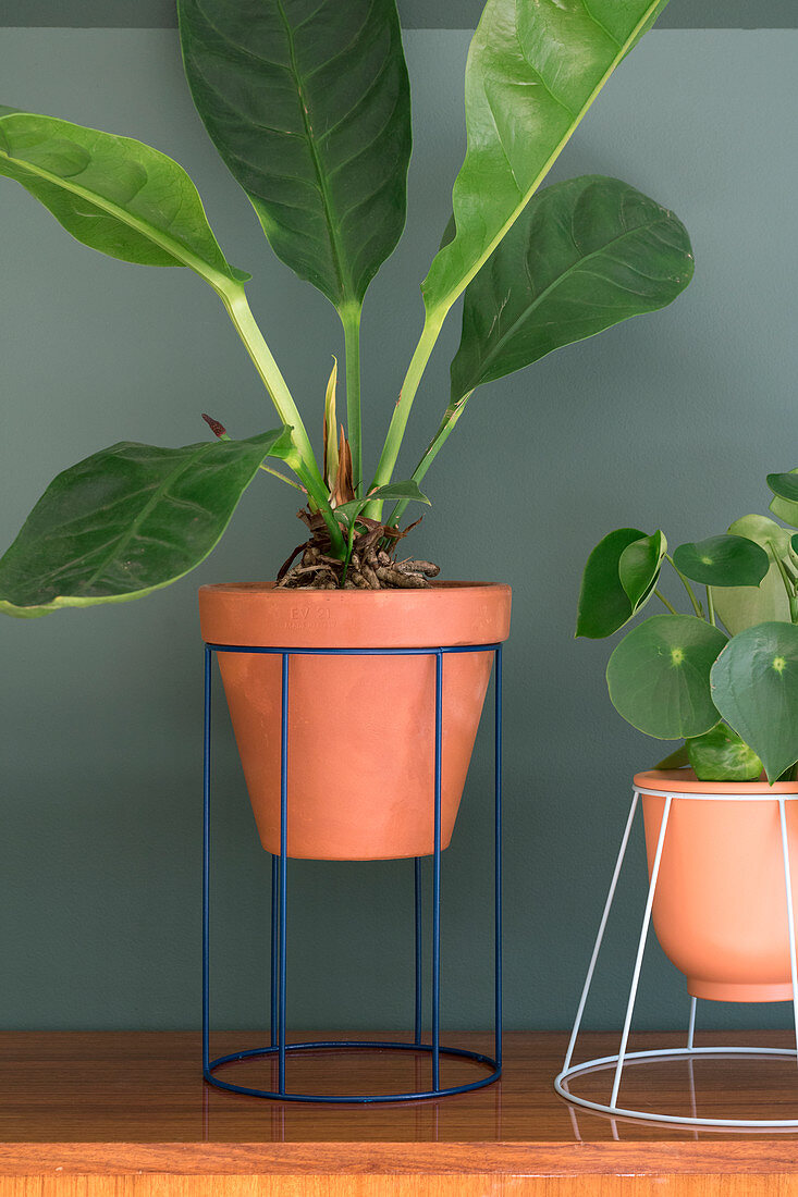 Houseplants in plant stands handmade from lampshades