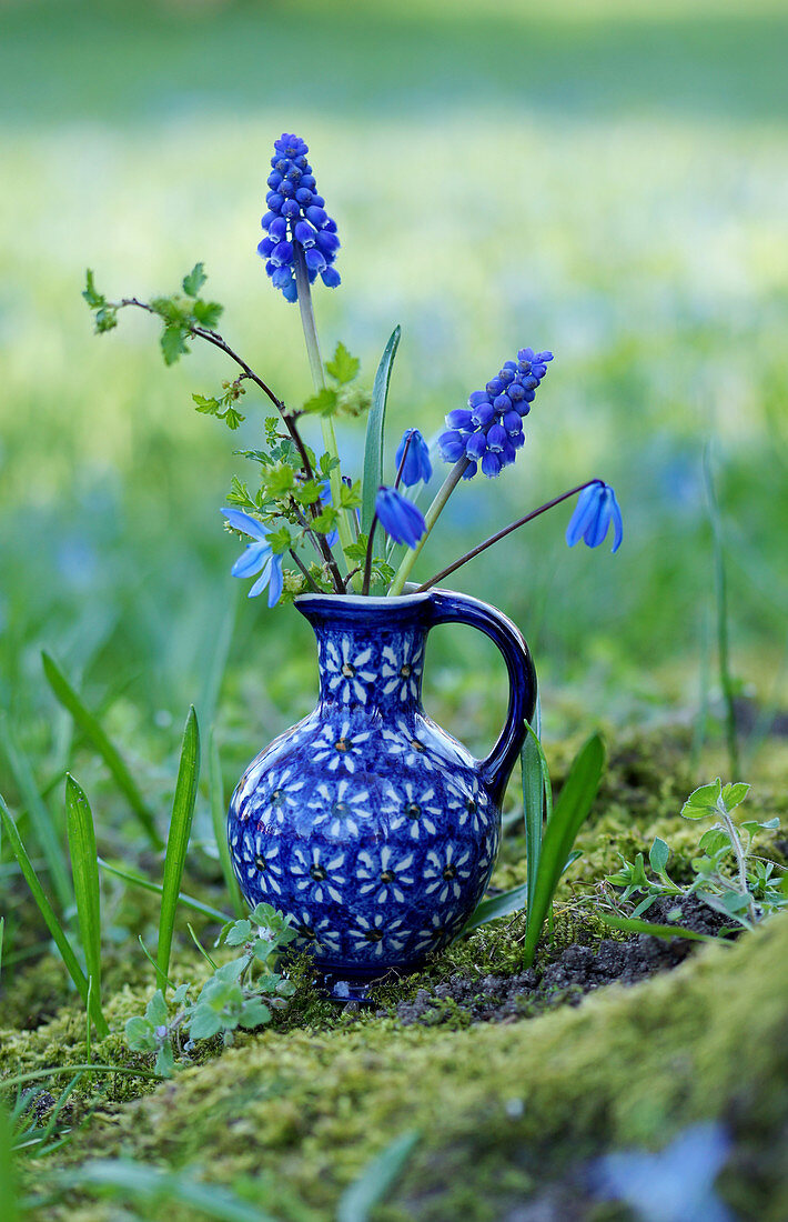 Grape hyacinths, squill and golden currant leaves in blue jug