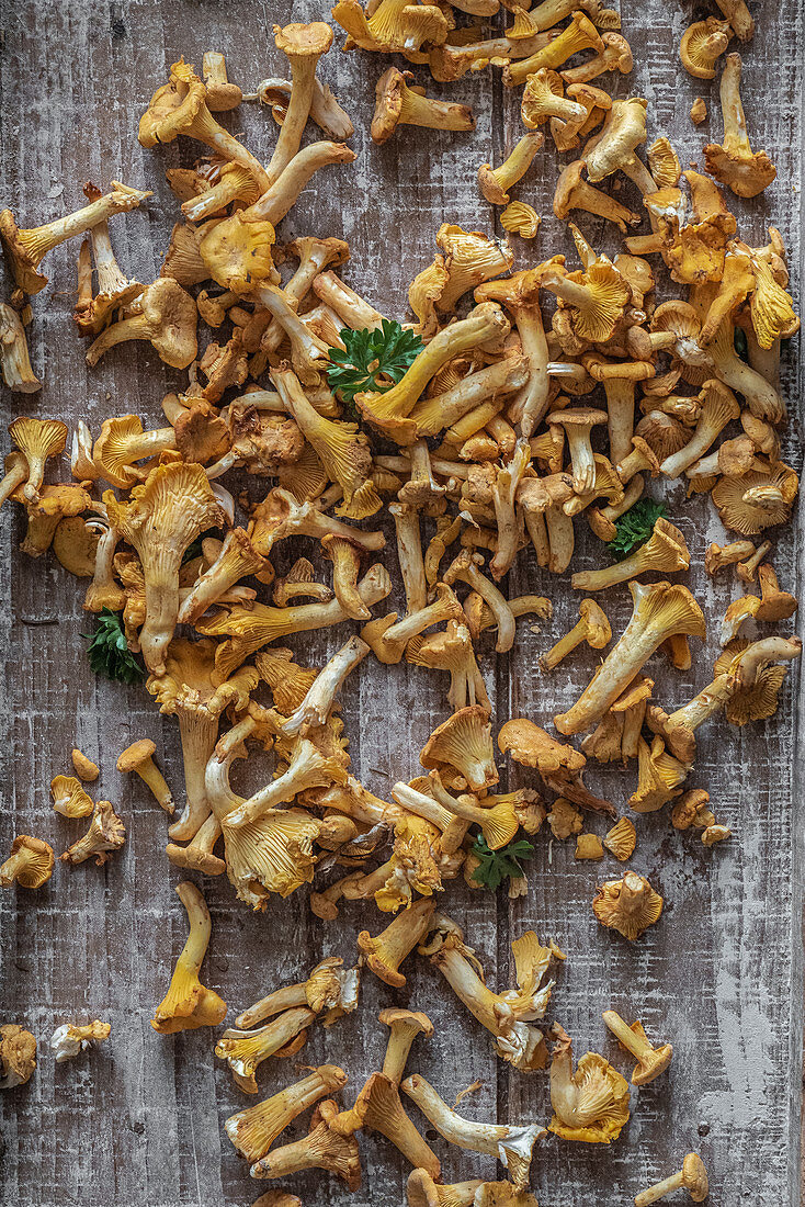 Fresh chanterelles with parsley on a wooden board