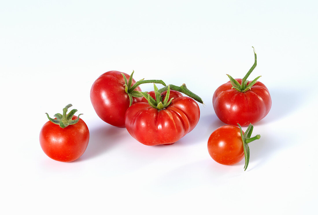 Verschiedene Tomaten