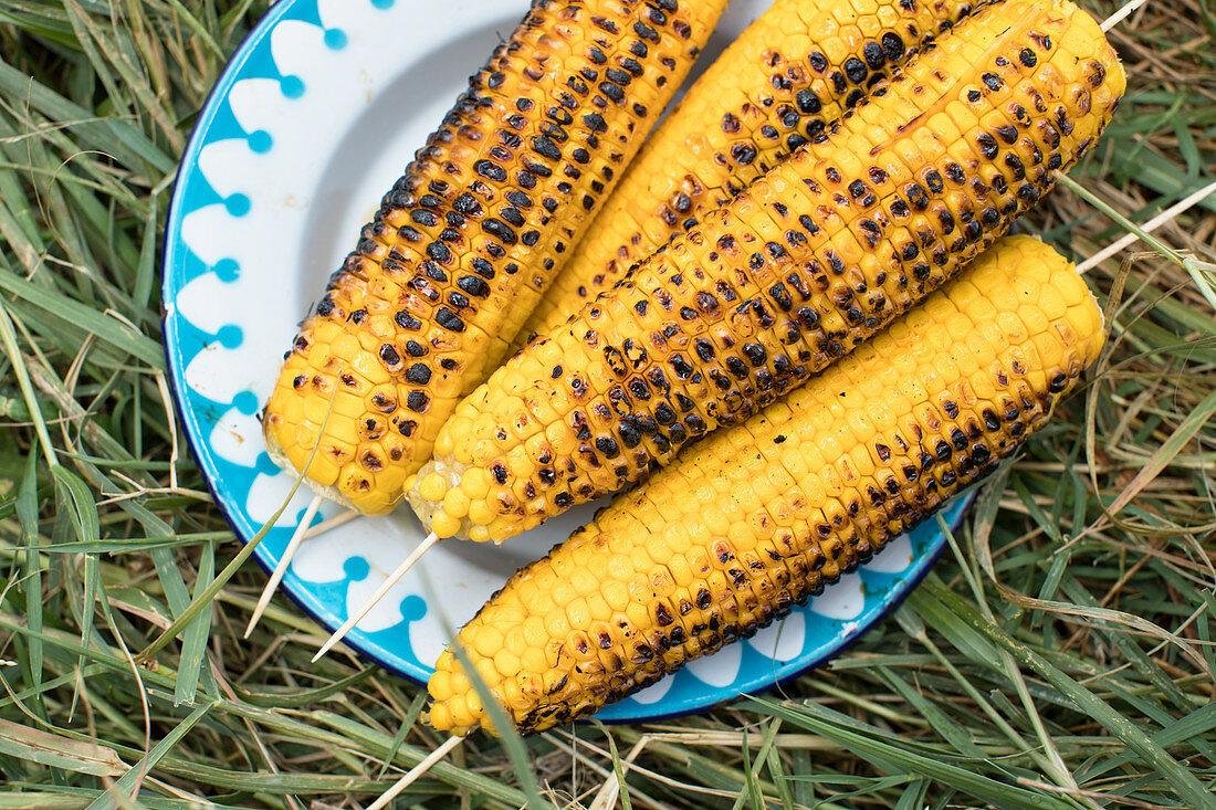 Grilled corn cobs on a plate in grass