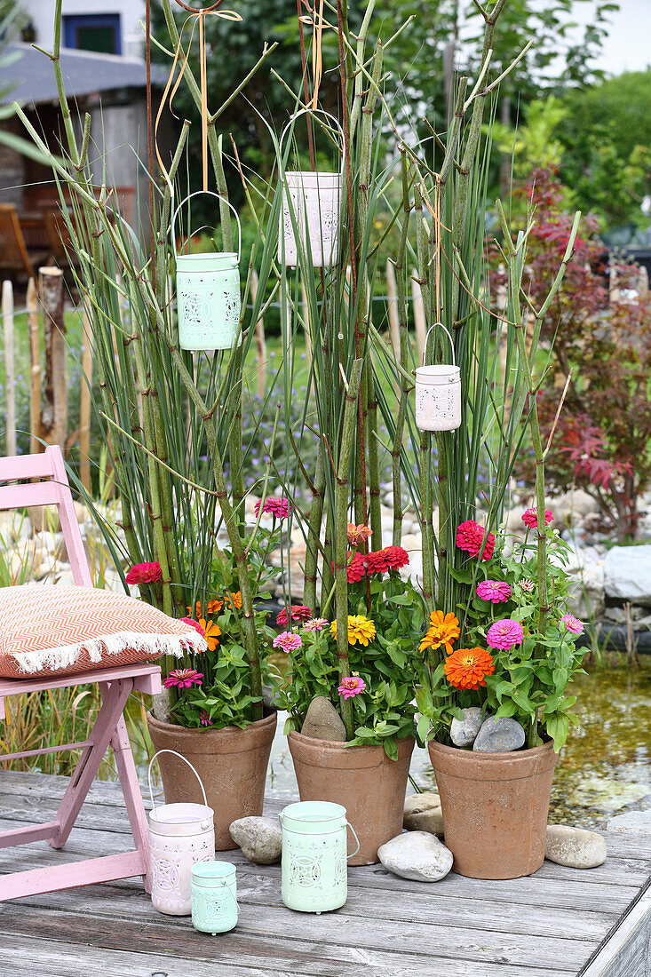 Screen of Japanese knotweed and zinnias in terracotta pots