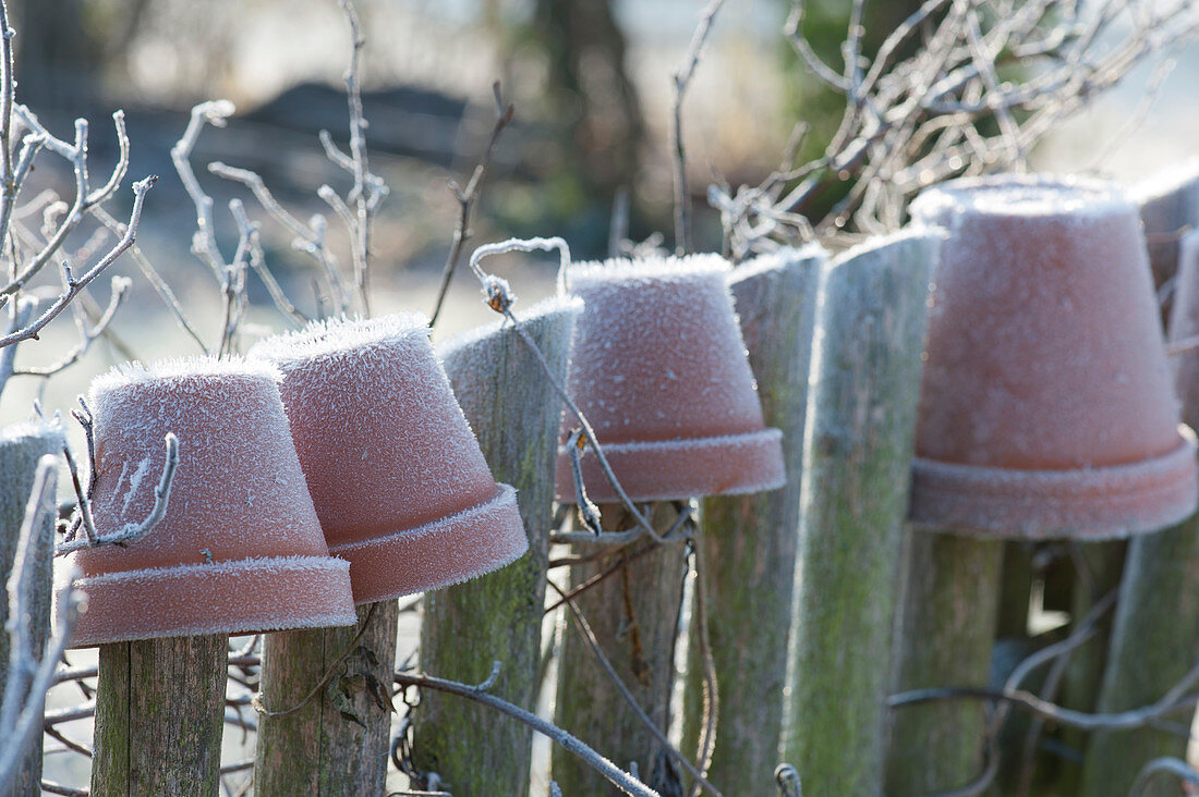 Clay pots put over the slats of the garden fence