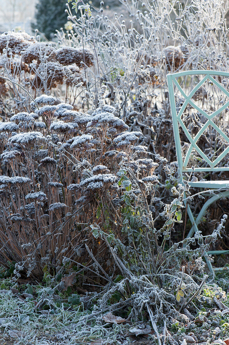 Chair at the bed with frozen shrubs