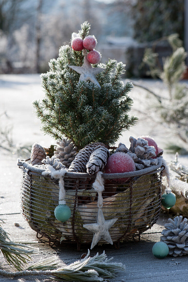 Korb mit Zuckerhutfichte, weihnachtlich dekoriert mit Kugeln und Sternen