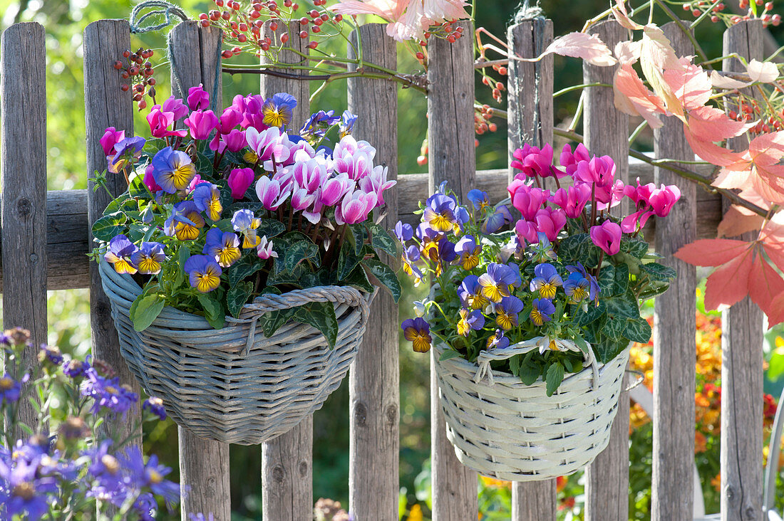 Baskets with cyclamen and horned violets hanging on the garden fence as decoration