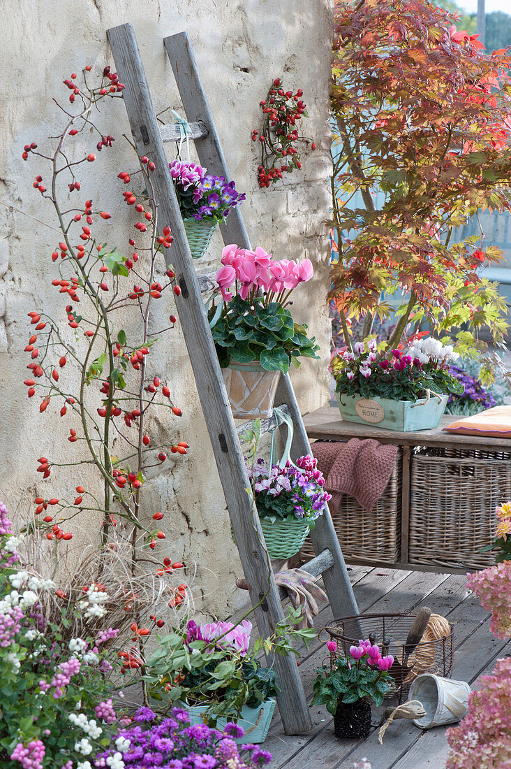 Cyclamen and horned violets on an old wooden ladder