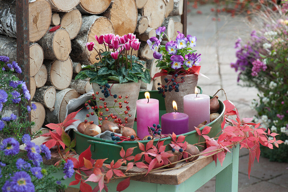 Kleines Herbst-Arrangement mit Alpenveilchen, Hornveilchen, Kerzen und Tulpenzwiebeln auf Metall-Tablett, Ranke vom wilden Wein