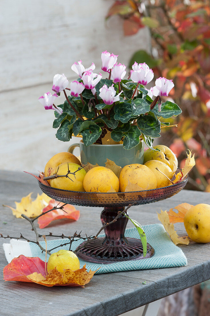 Cyclamen with decorative quince on a cake plate