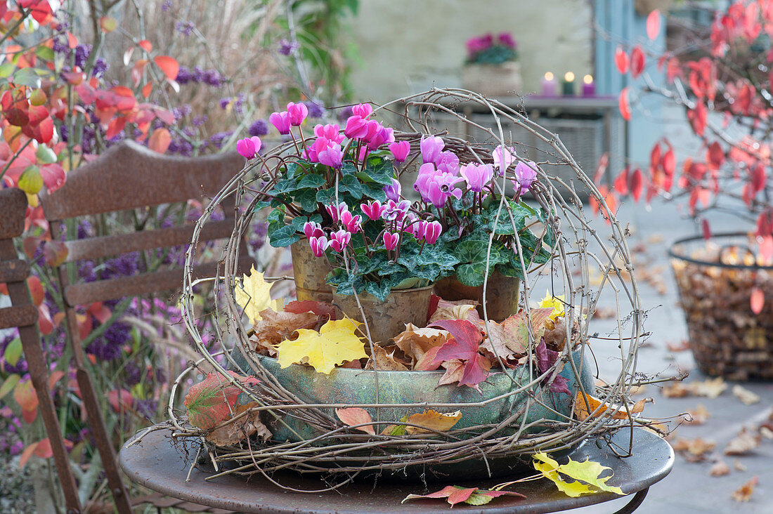 Pot arrangement with cyclamen in sheet metal pots, in a large bowl decorated with autumn leaves and tendrils from wild wine