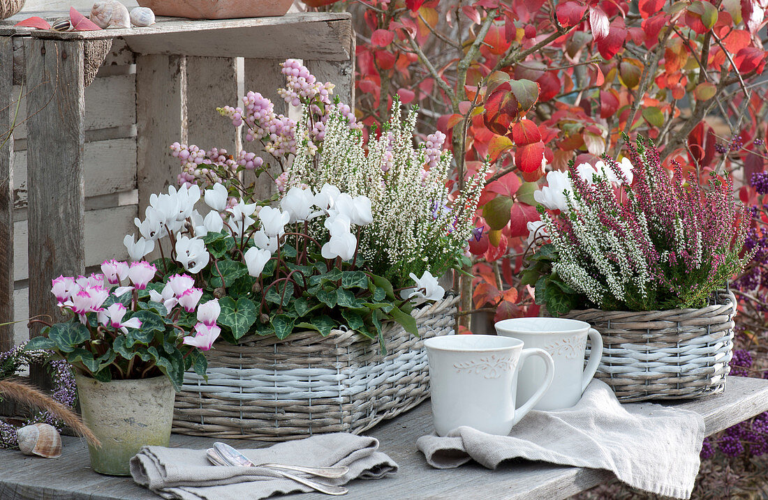 Autumn arrangement with cyclamen, Calluna vulgaris 'Twin Girls' 'Gardengirls' and snowberries