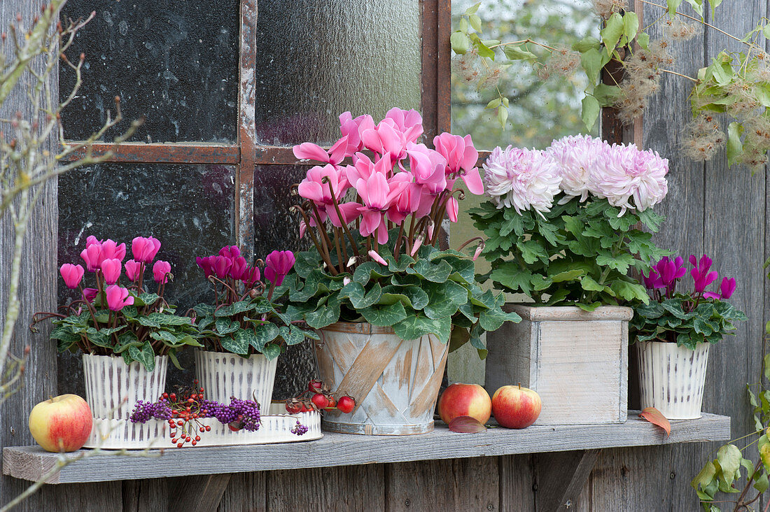 Autumn arrangement with cyclamen, decorative chrysanthemum, apples, rose hips and berries from the love pearl bush on the window of the summer house
