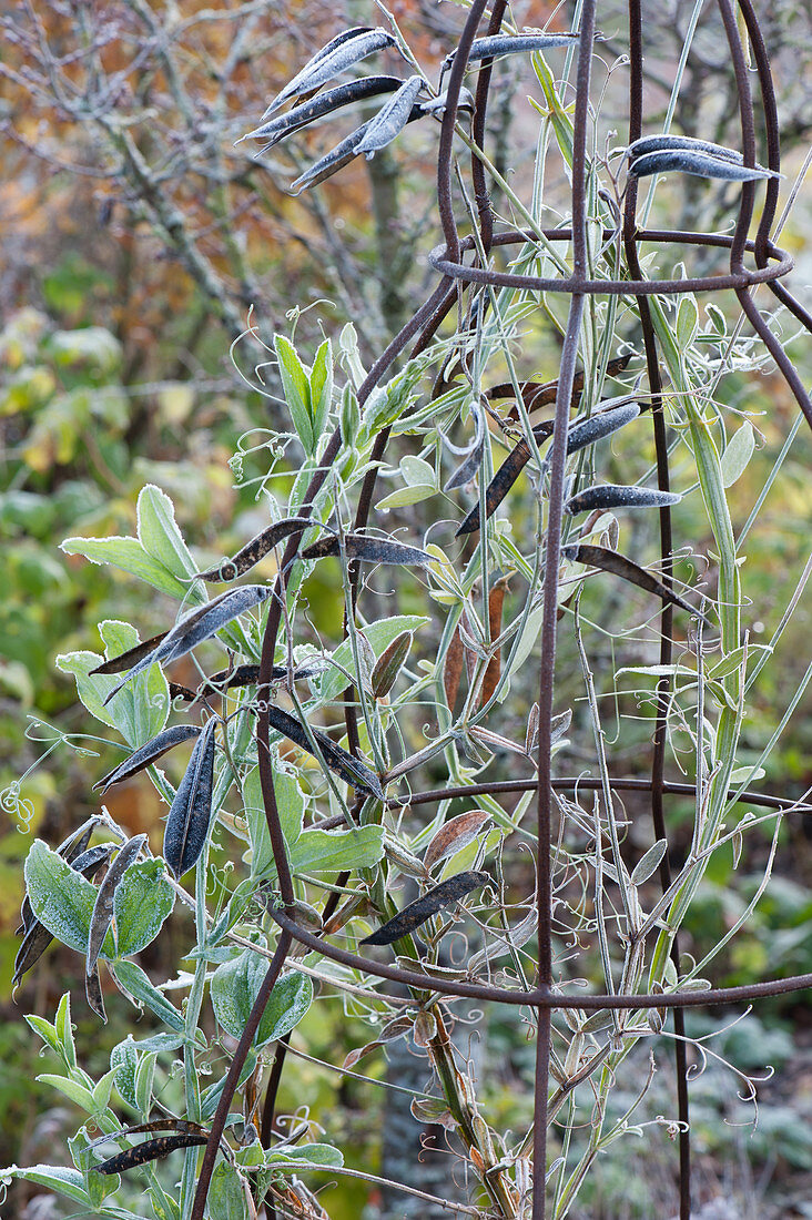 Hoarfrost on sweet peas with seed heads on climbing stele