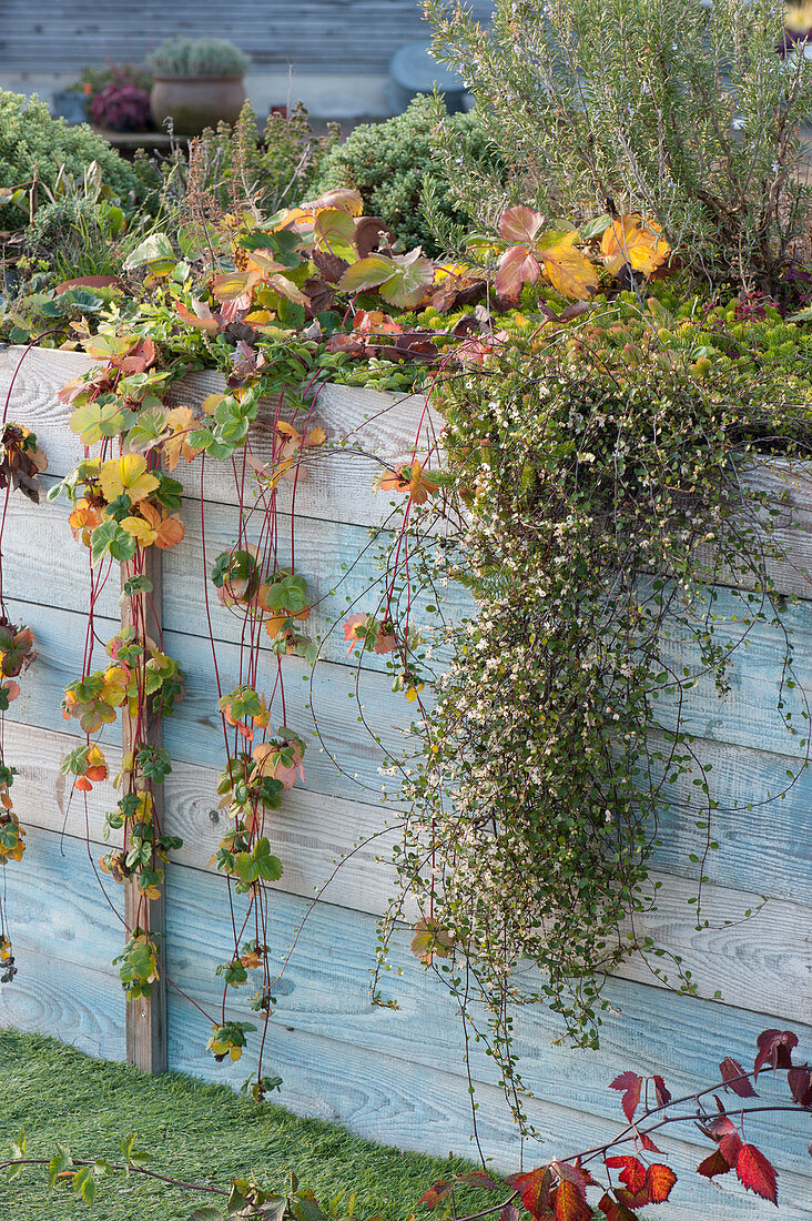 Flowering wire wine and hanging strawberry in the raised bed