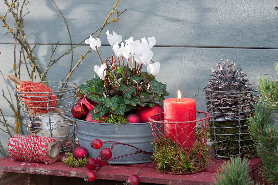 Cyclamen in a zinc tub, decorated for Christmas with red balls, candles, cones and rose hips