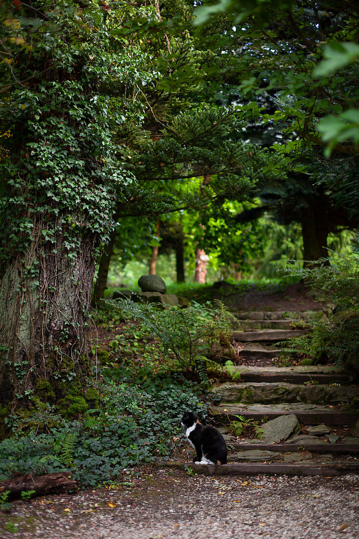 Cat on stone steps in garden