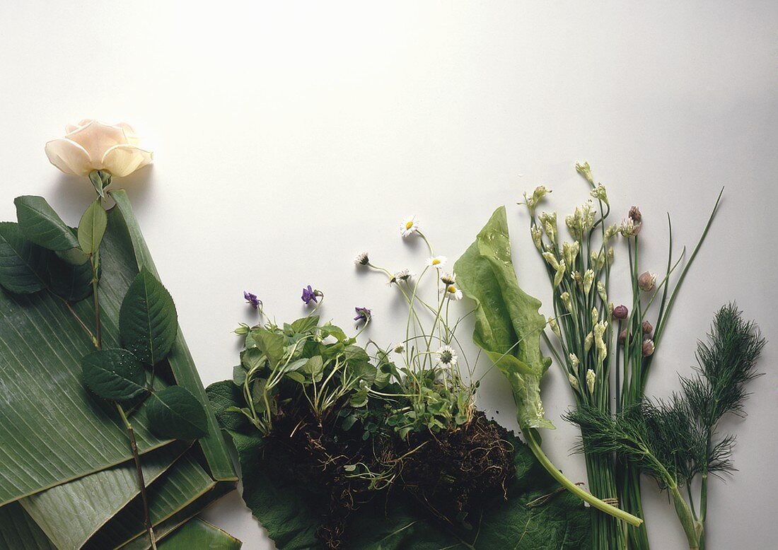 Verschiedene Kräuter, Blüten & Bananenblätter