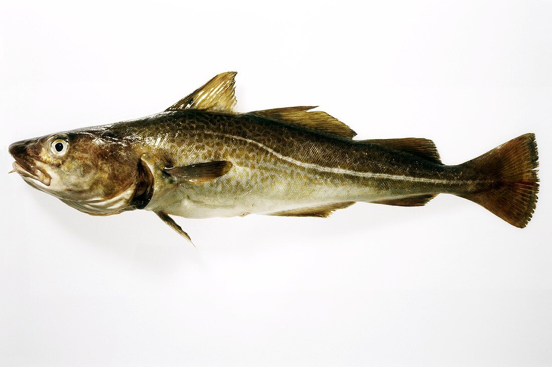 A cod