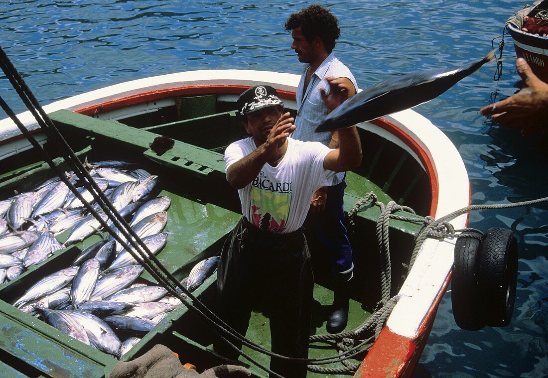 Portugiesische Fischer im Boot mit frischen Weißbrassen