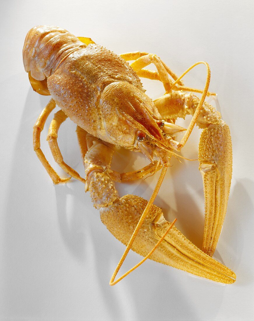 A Freshwater Crayfish