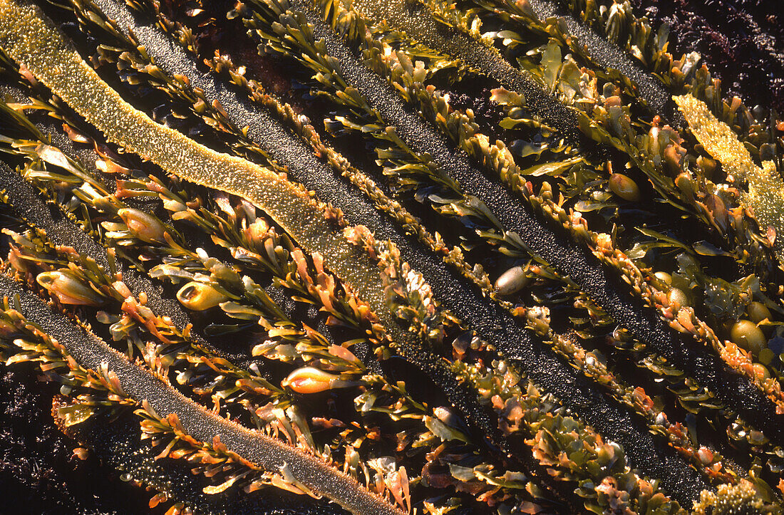 Feather boa kelp