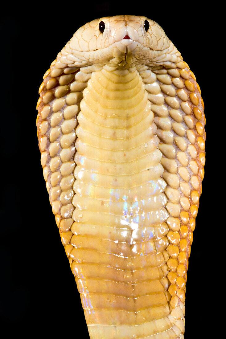 Sunset morph monocled cobra