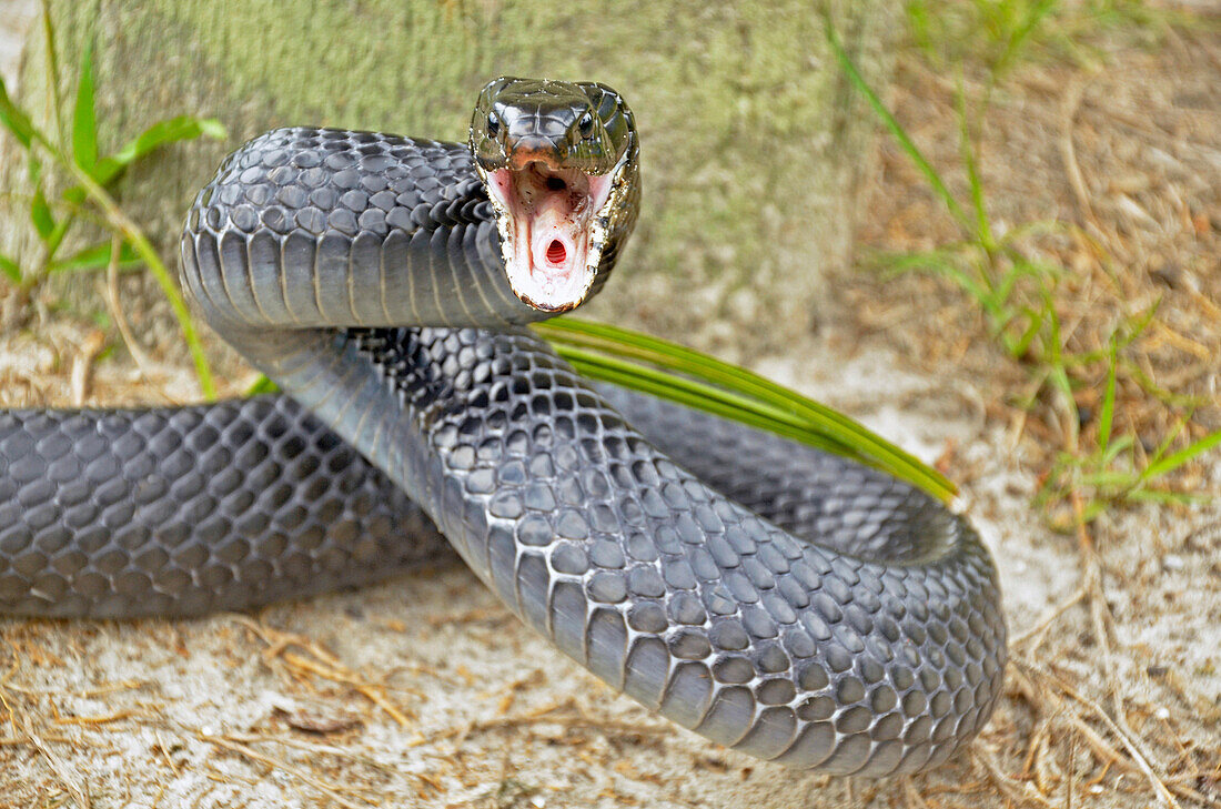 Eastern indigo snake