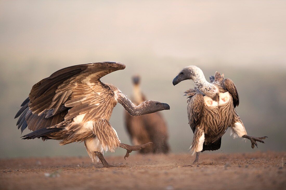 White-backed vultures interacting
