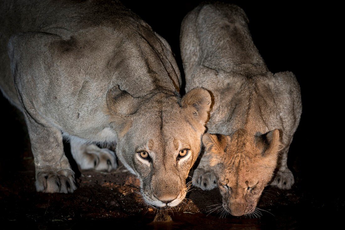 Lioness and cub drinking at night