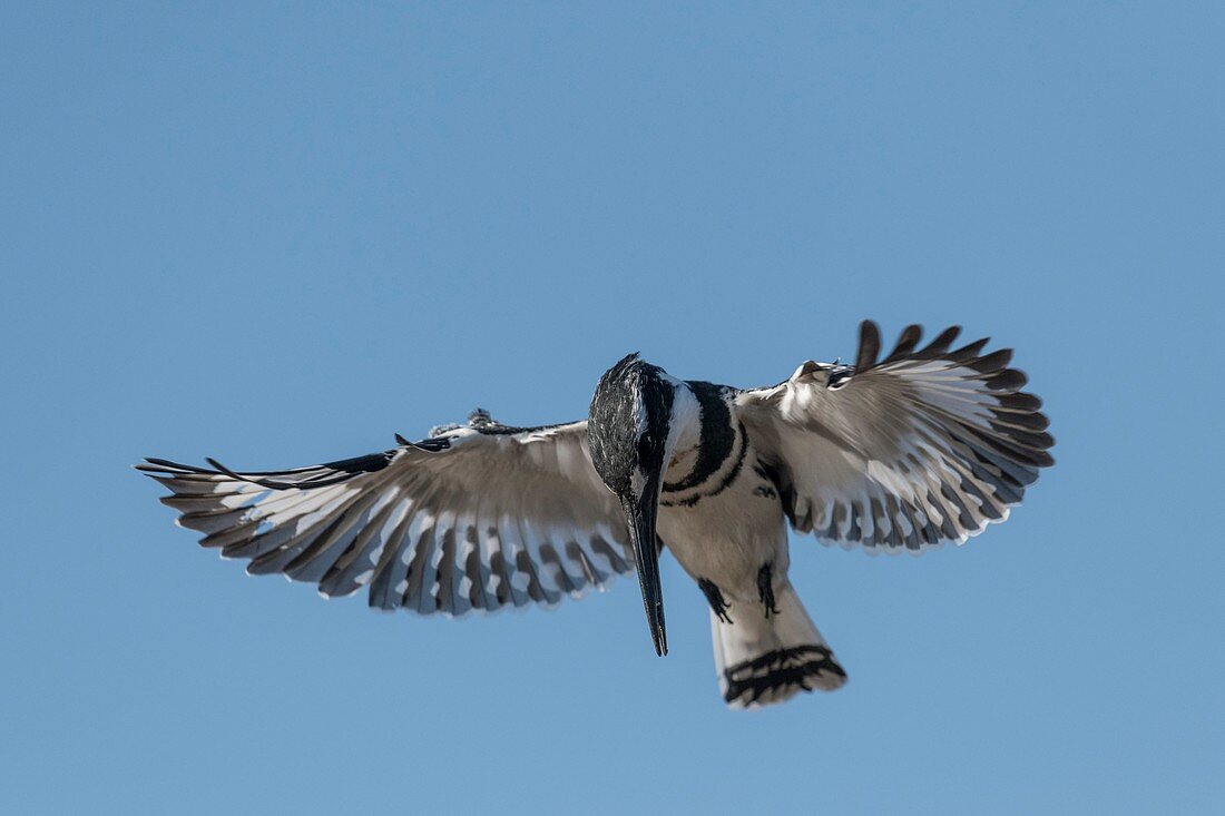 Pied Kingfisher hovering whilst hunting