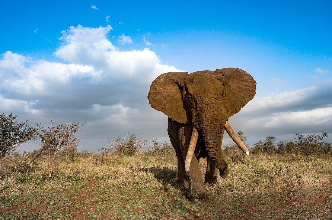 African bush elephant bull approaching