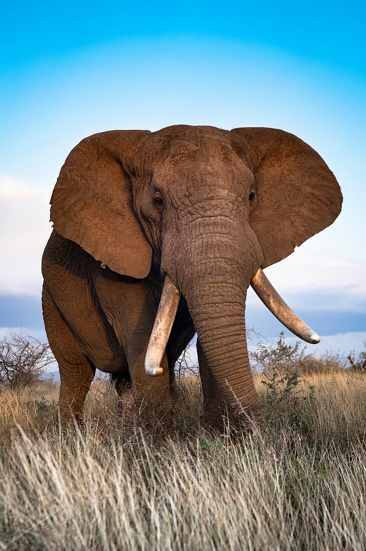 Male African bush elephant