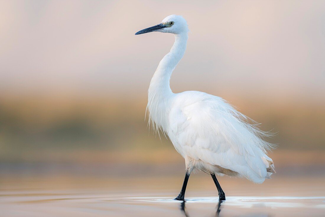 Little egret in a lagoon at dusk