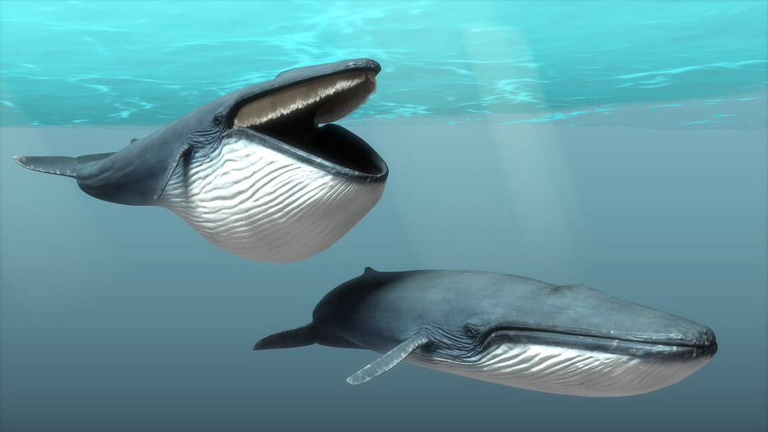 Two blue whales, illustration