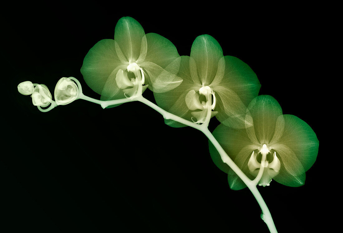 Orchid flowers, X-ray