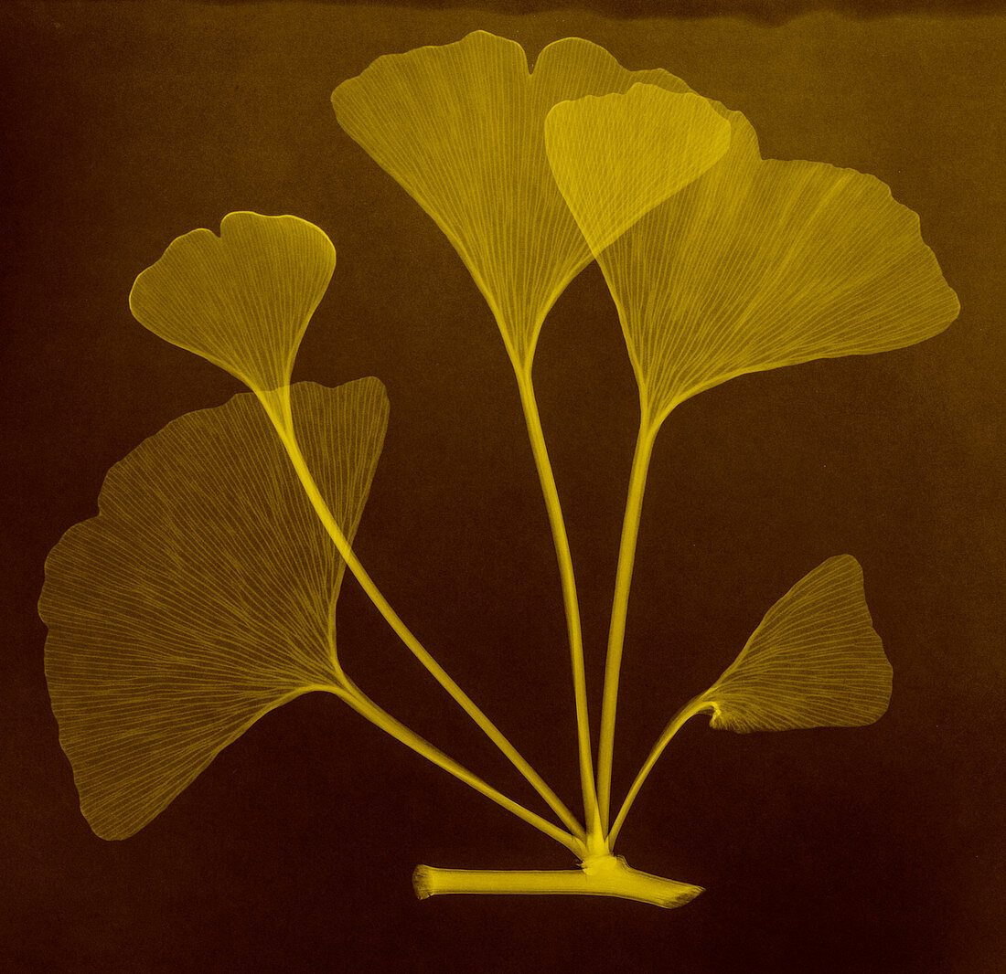 Ginkgo biloba leaves, X-ray