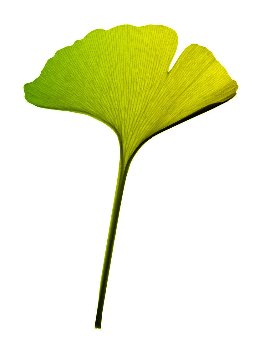 Ginkgo biloba leaf X-ray