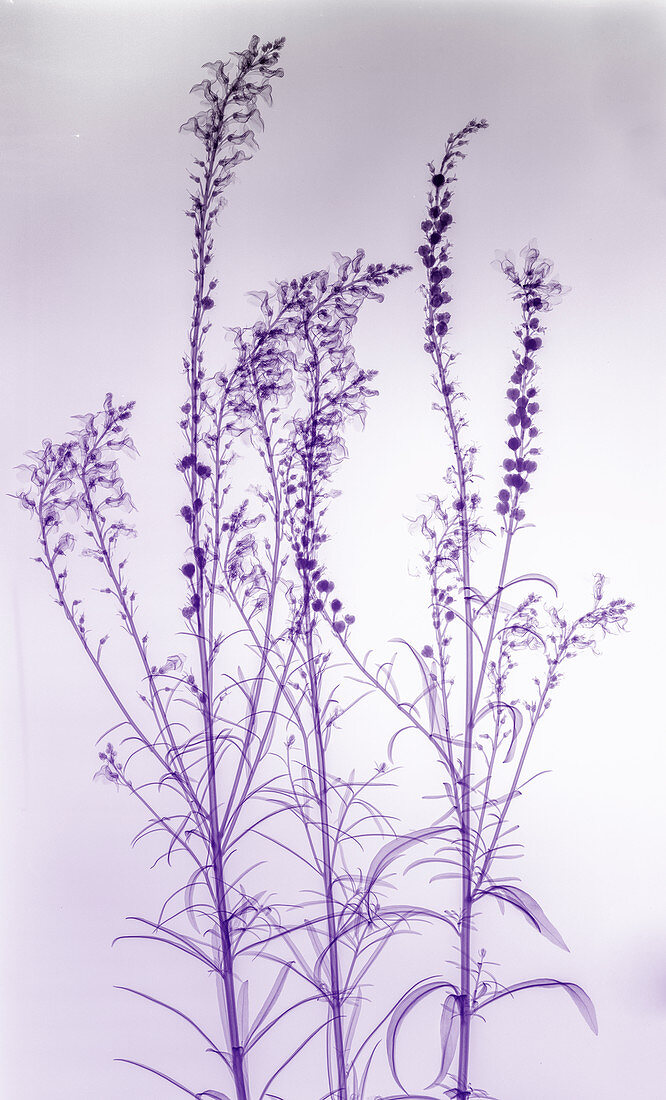 Purple toadflax (Linaria purpurea) plant, X-ray