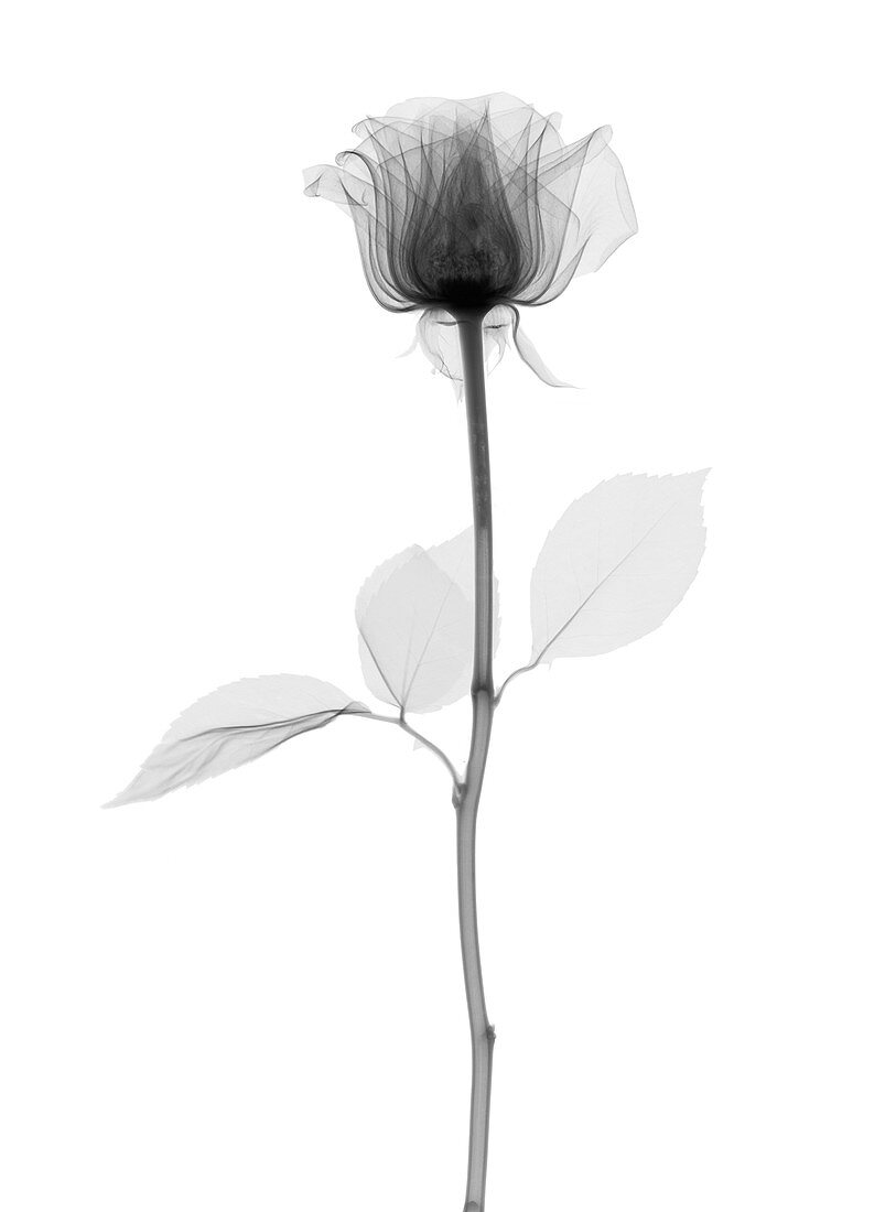 Rose (Rosa sp.) flower, X-ray