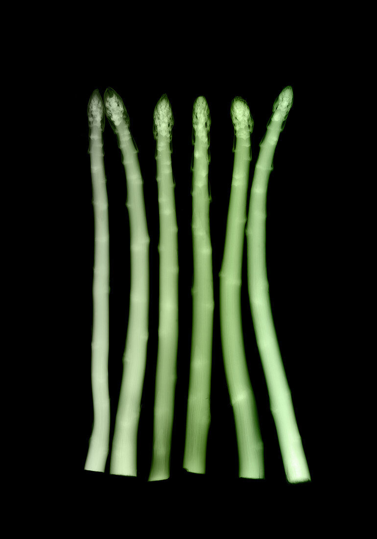 Asparagus, X-ray