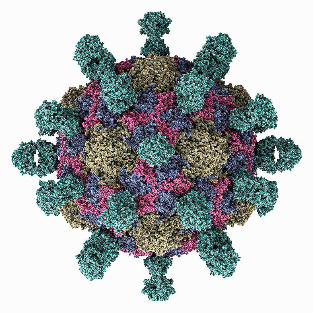 Poliovirus 1 Mahoney capsid, illustration