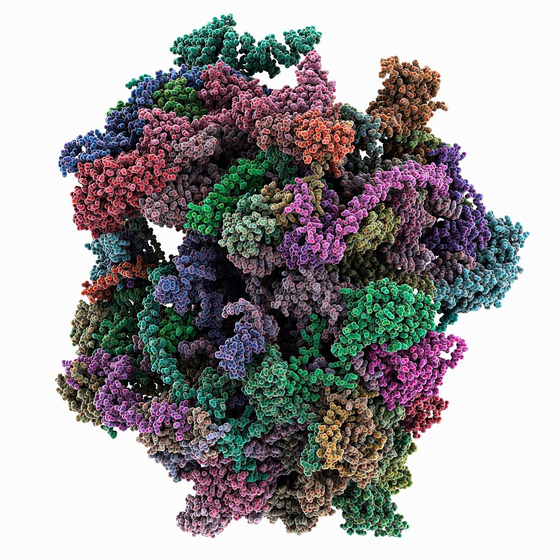 Human mitochondrial ribosome complex, illustration