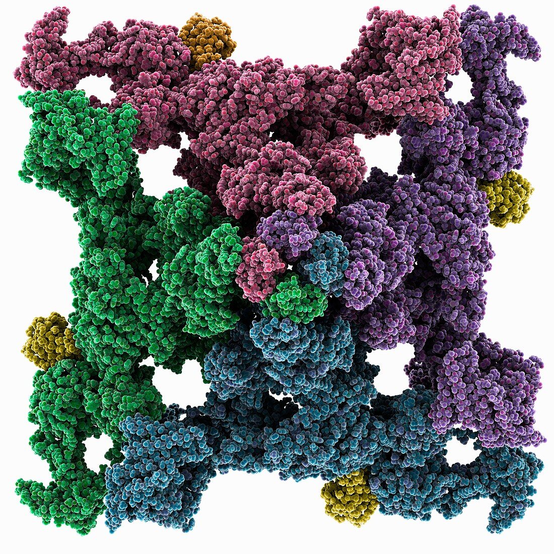 Ryanodine receptor complex, illustration