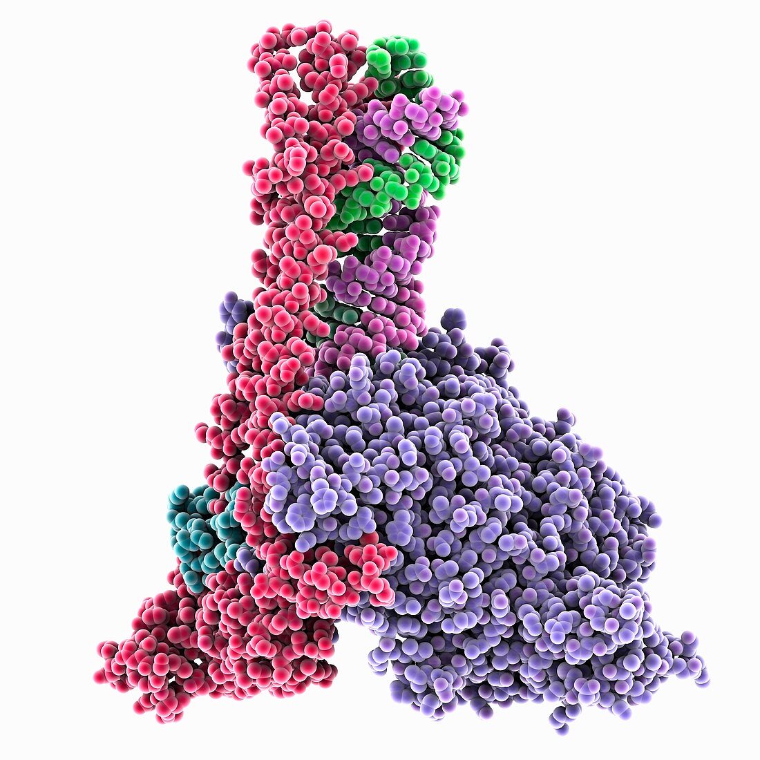 Replicating SARS-CoV-2 polymerase, illustration