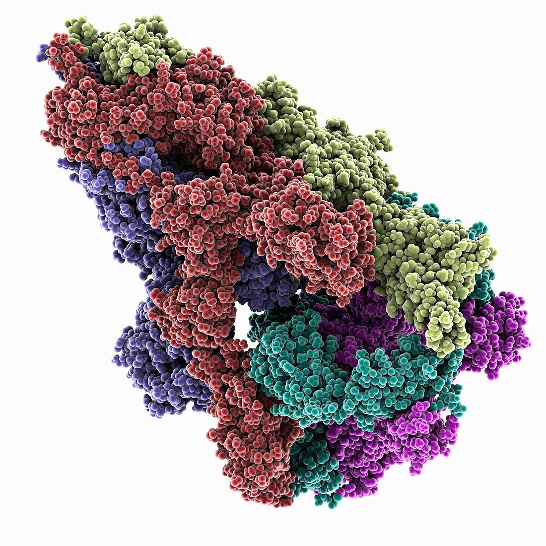 SARS-CoV-2 spike glycoprotein complex, illustration