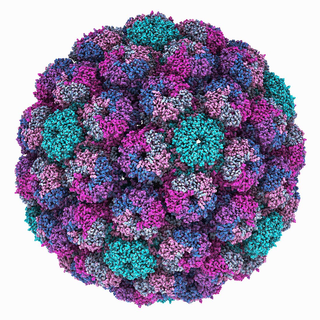 Merkel cell polyomavirus particle, illustration
