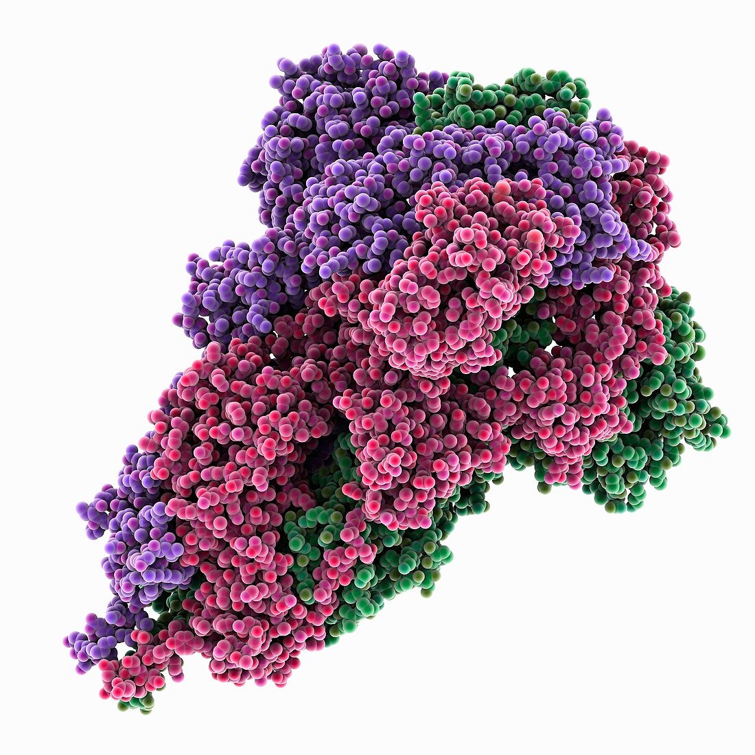SARS-CoV-2 spike proteins, illustration