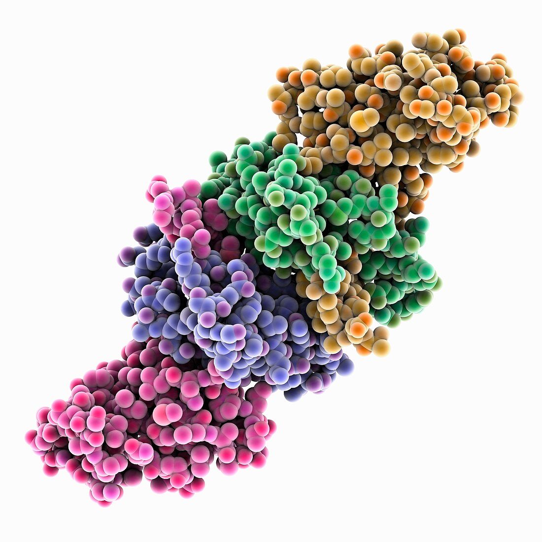 SARS-Coronavirus non-structural proteins, illustration