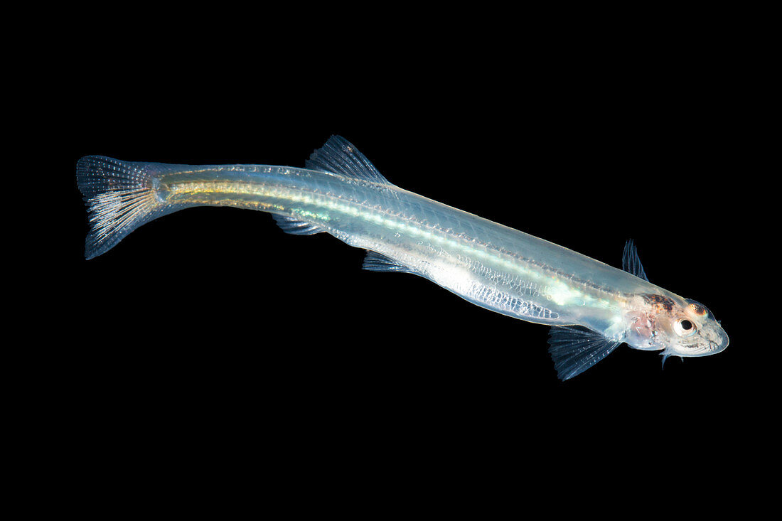 Parasitic catfish